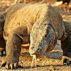 Komodo
