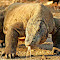 Komodo