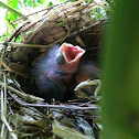 Baby Northern Cardinals