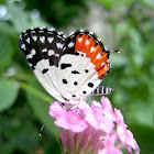 Red Pierrot