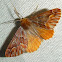 Geometrid Moth
