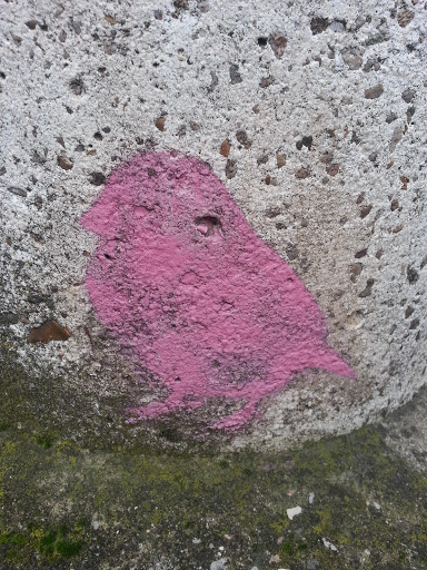 Street Pink Pigeon