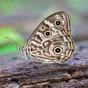 Eastern Ringed Xenica