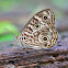 Eastern Ringed Xenica