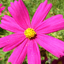 Cosmos