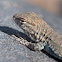 unknown baby lizard