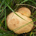 Common Earthball
