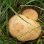 Common Earthball