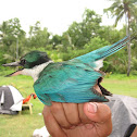 white-collared kingfisher