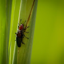 Lizard Beetles