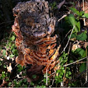 Shelf Fungi