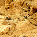 Rock Hyrax
