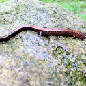 red backed salamander