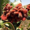 Lemonade Berry shrub