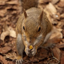 Eastern gray squirrel
