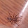 Backyard bugs and unknown visitors of the Northeastern United States