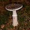 Grey spotted Amanita