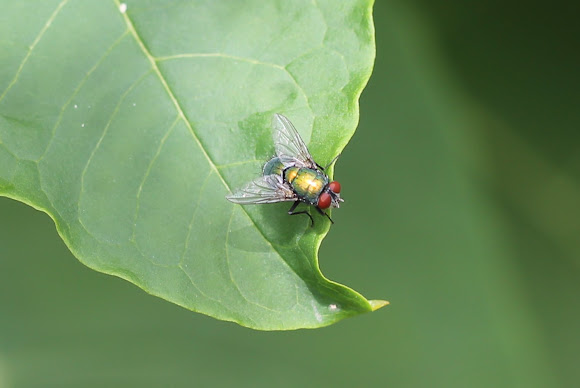 Spotting Image 1