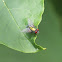 common green bottle fly