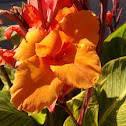 Canna Lily