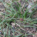 daddy long legs / harvestmen