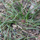 daddy long legs / harvestmen