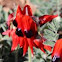 Sturt's Desert Pea