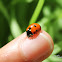Ladybird Beetle