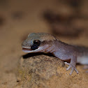 Eastern Stone Gecko