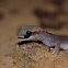 Eastern Stone Gecko