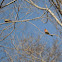 House Finch
