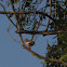 White-winged dove