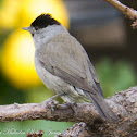 Blackcap; Curruca Capirotara