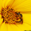 Bee