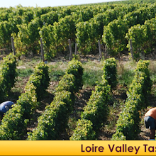 Loire Valley Wine tasting