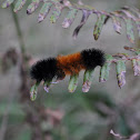 Banded Woolly Bear