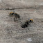 Golden Spiny Ant