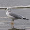 Ring-billed Gull