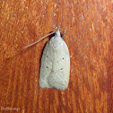 Moth