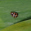 Ten-spotted ladybird
