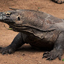 Komodo Dragon