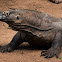 Komodo Dragon
