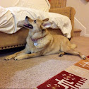 Domestic dog