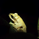 Common Indian Tree Frog