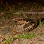 Large-tailed Nightjar