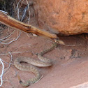 Rattlesnake