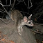 Ringtail
