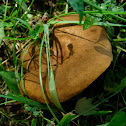 top side of mushroom with yellow net-like gills (2 of 2)