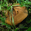 top side of mushroom with yellow net-like gills (2 of 2)
