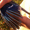 Blue jay